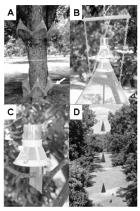 Examples of pecan weevil traps.
