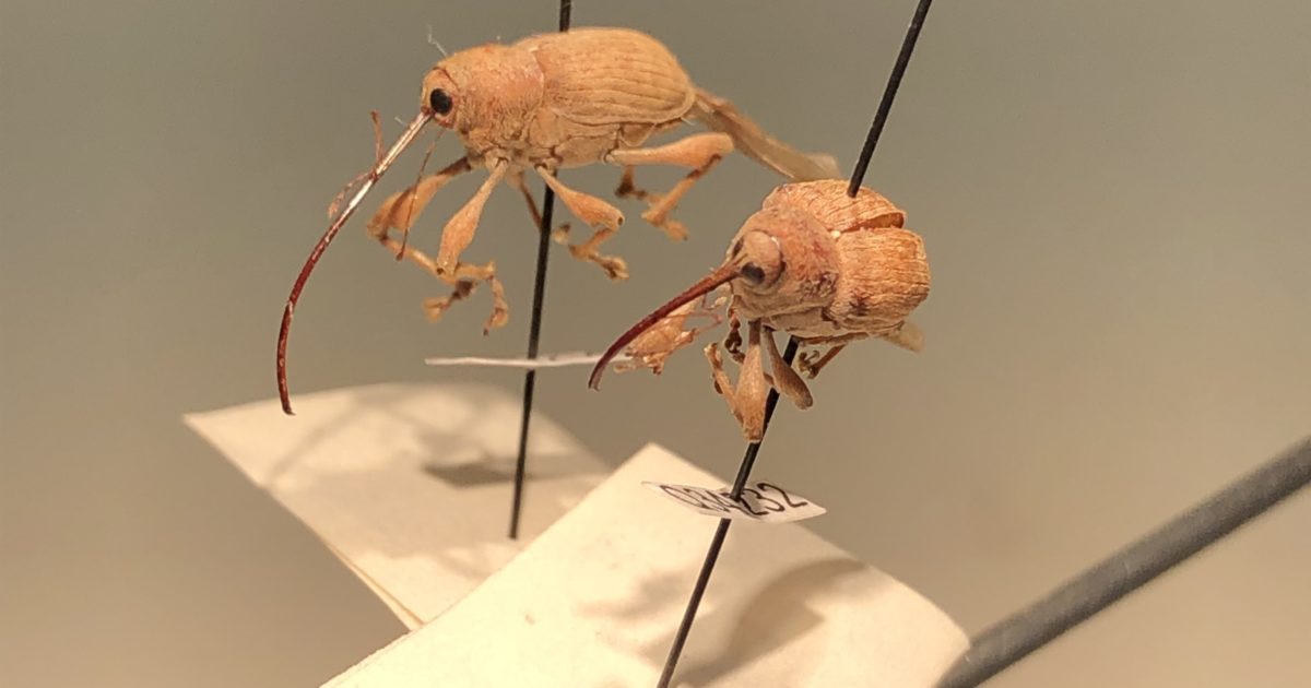 Two adult pecan weevils on display.