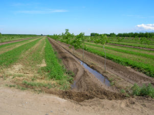 Young pecan orchard utilizing alfalfa as an alley crop.
