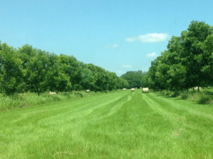 A wide middle row grows Bermuda grass in a young pecan orchard.