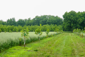 Young pecan trees grow next to a row with oats and other alley crops.