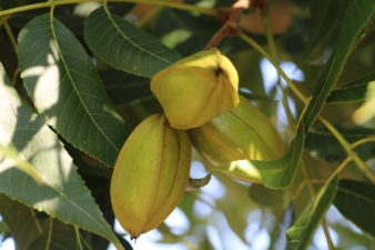 A pecan nut cluster with three bright green shucks hangs from a branch surrounded by dark green leaves.