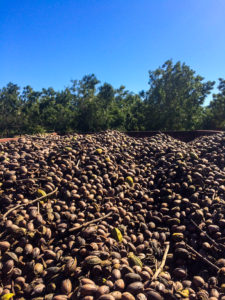 A view of the top layer of pecans in a wagon. Growers will take this wagon in to the processing plant to dry the nuts for better quality.