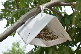 A pecan nut casebearer pheromone trap hangs from a limb. The inside of the trap is full of bugs. Growers will need to examine it to see if any of these critters are PNC.