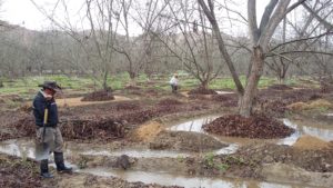 Two workers walk through a pecan orchard with shovels. The orchard is in dormancy and there are puddles of water around the trees.