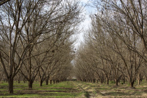 A pecan orchard during dormancy with a grass covered orchard floor.