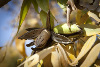 Inshell pecans peek through their shells on a mature tree right before harvest in the fall.