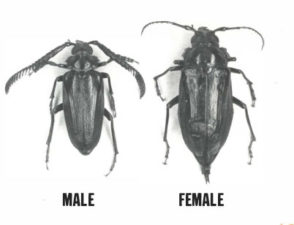 Tilehorned prionus adult beetles—male and female laid side by side for comparison. The female is larger with shorter antennae.