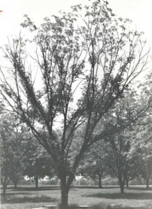 A black and white photo of a pecan tree with extensive defoliation from the tips of the branches through the center, caused by prionus root borer.