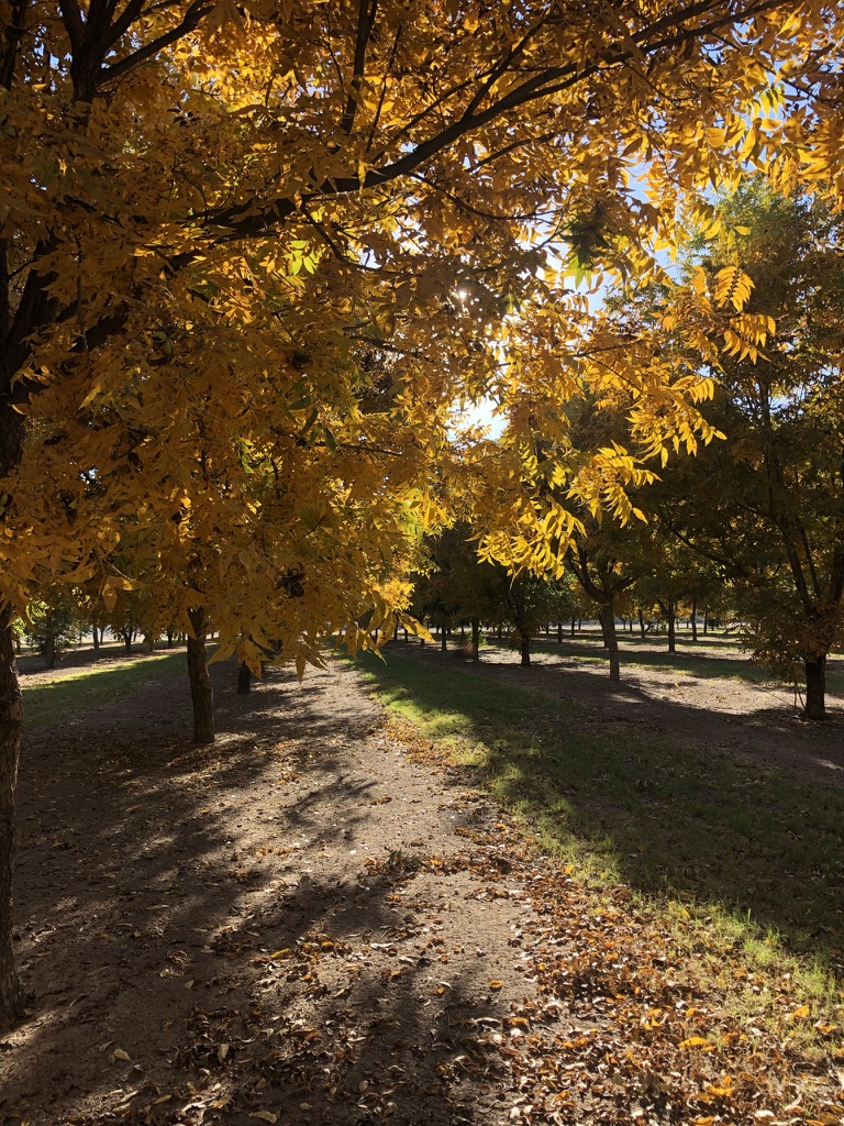 A row of mature pecan trees with orange and golden leaves during a fall evening. Leaves changing colors is the first signal that trees are approaching the end of the growing season.