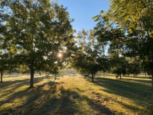 Morning sunlight shine through the canopies of a mature pecan orchard and cast a golden hue across the orchard floor.