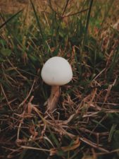 A white mushroom grows in a grassy field.