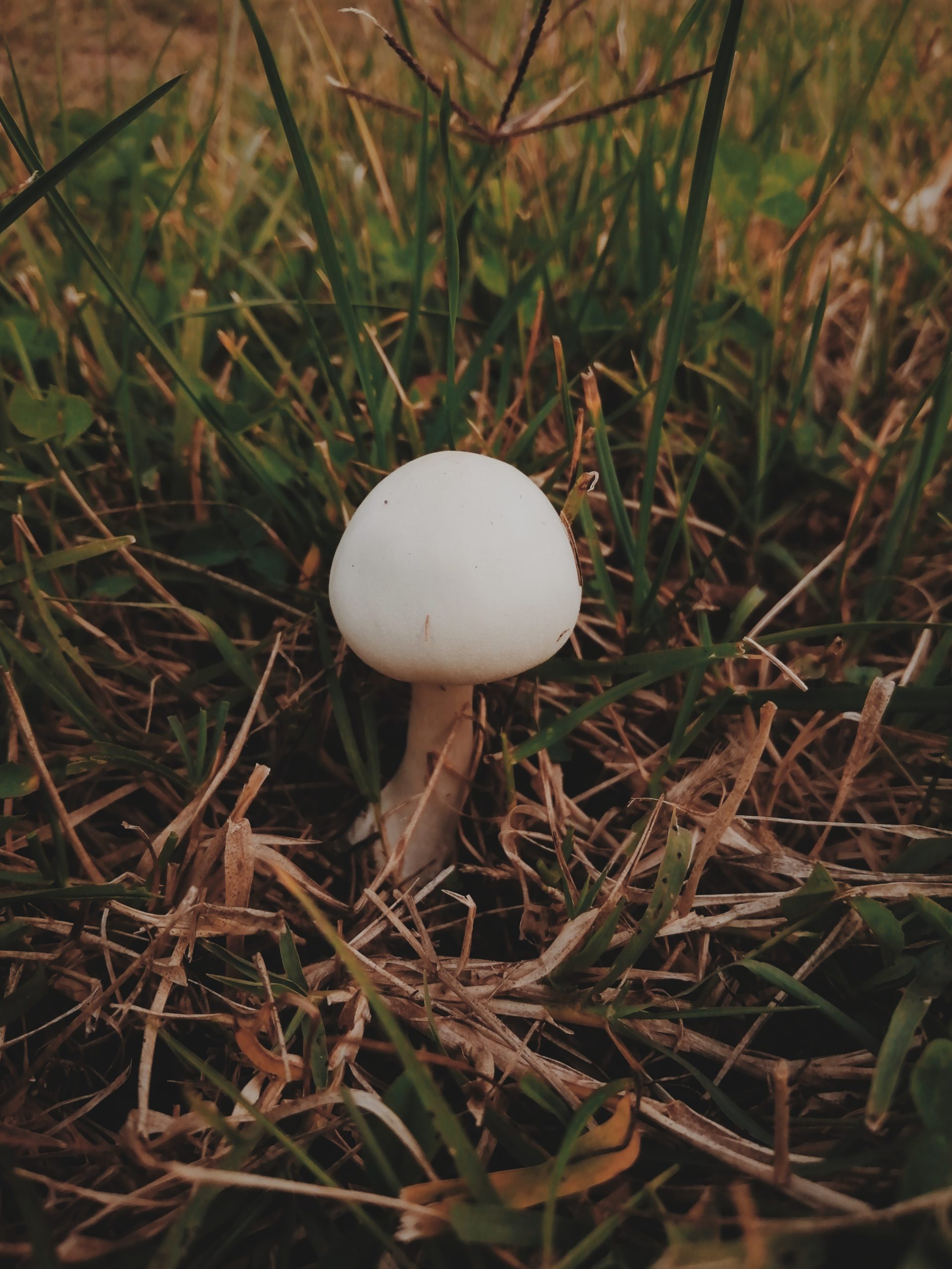 A white mushroom grows in a grassy field.