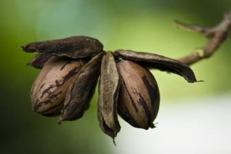 Two inshell pecans hang off of a thin branch, ready for harvest. Their shucks have dried out and turned brown.