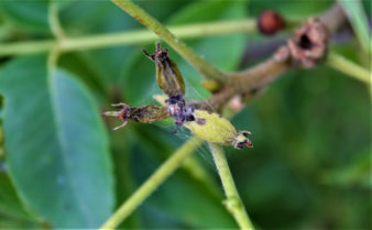 A developing pecan nutlet exhibits extensive pecan nut casebearer damage—black clusters of eggs, webbing, and decay.