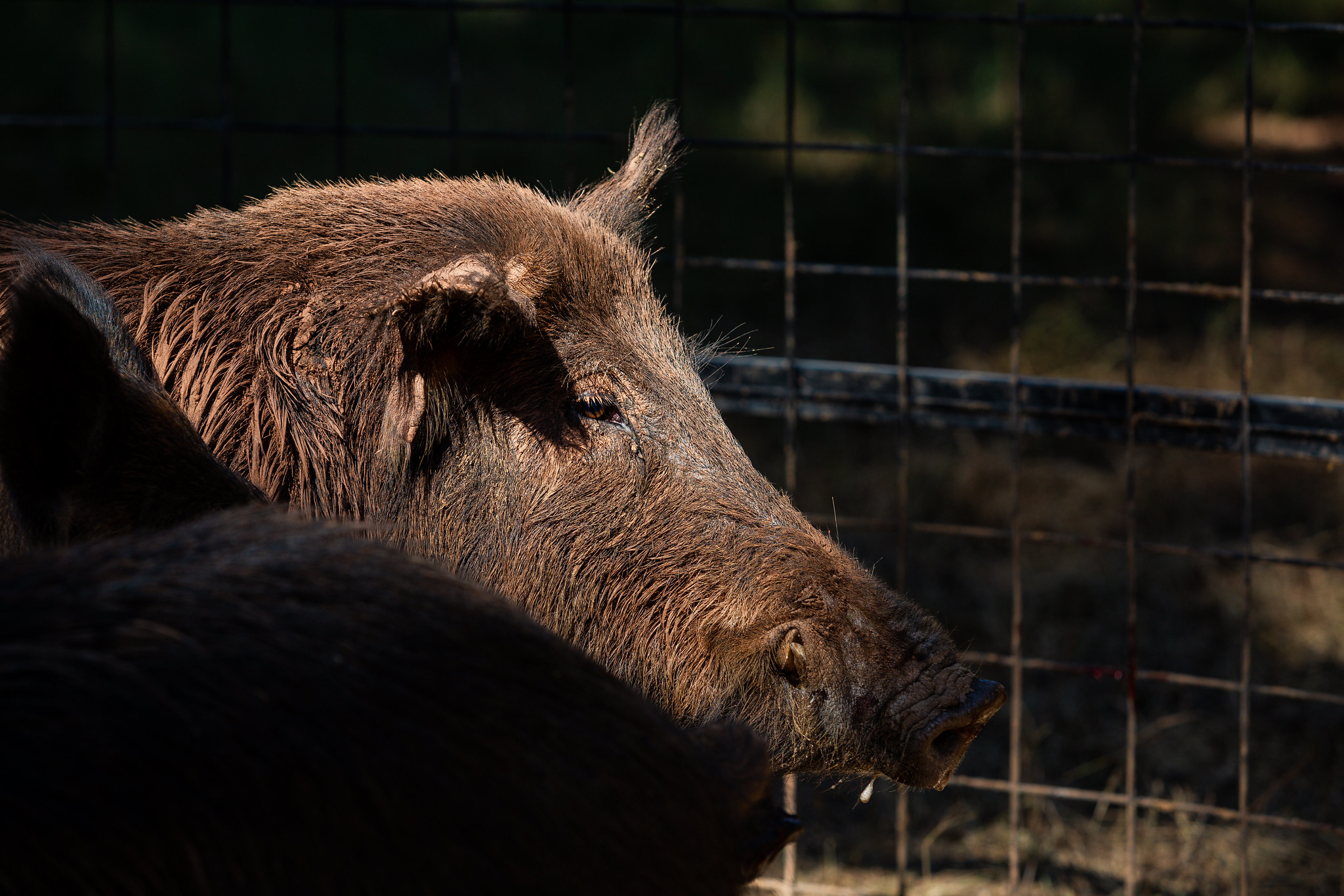 A profile of a wild hog in a trap.
