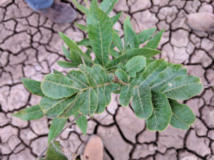 A one-year-old pecan tree grown in high salinity conditions has healthy, green leaves with no sign of salt injury.