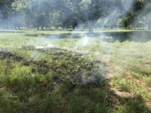 A controlled fire burns in a clear space in a pecan grove.