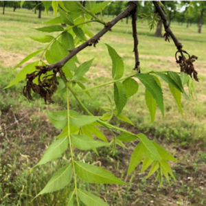 A branch on a 'Kanza' pecan tree shows secondary bud growth after a spring freeze. The first buds are brown and shriveled, while the new growth is green and fresh.