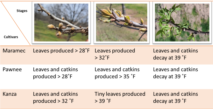 A chart showing how Maramec, Pawnee, and Kanza cultivars were affected by the spring freeze.