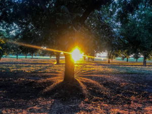 Sunlight bursts through a pecan orchard at dawn.