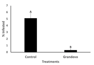 Bar graph compares control to Grandevo treatments and their effect on the percentage of pecan weevil infestation in 2019.