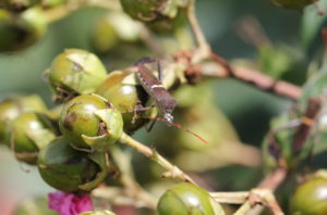 Missing a hind leg, this leaffooted bug on crape myrtle carries three eggs of a parasitic fly on its head. The fly larvae will hatch from the eggs, burrow into the host, and devour it from the inside.