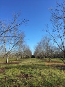 Two rows of pecan trees in an orchard in Uruguay. The trees are still bare but the orchard floor is covered with bright green grass and other vegetation.