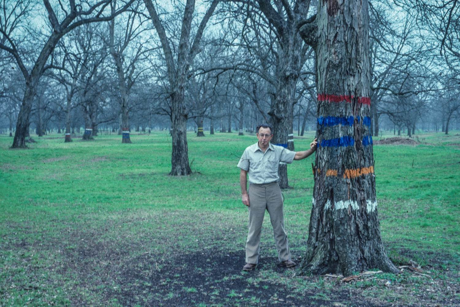 A man, Walter Williams, stands next to tall and mature pecan tree during winter. The tree has multiple lines in different colors painted in rows up its thick trunk.