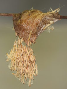 Chinese mantis egg case hangs from a branch and young mantises swarm up from the case, over the top of the branch.