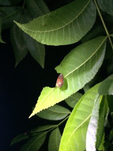A June bug feeds on a pecan trees' green leaves at night.