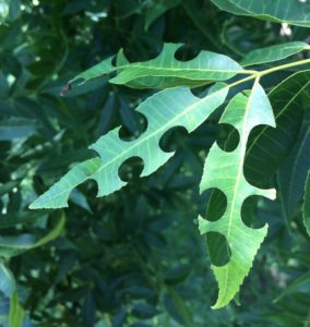 Round circular holes have been cut out of these three leaves hanging off of a pecan tree, which indicates a leafcutter bee has taken bits to make its home.