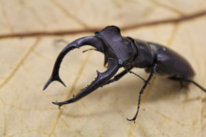 A preserved stag beetle on a brown leaf.