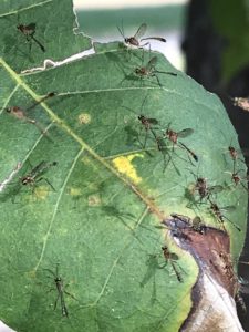 A swarm of parasitic wasps cover a green leaf.