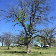 A pecan tree with bunches of green leaves scattered about its canopy. Growers should remove this underperforming tree.