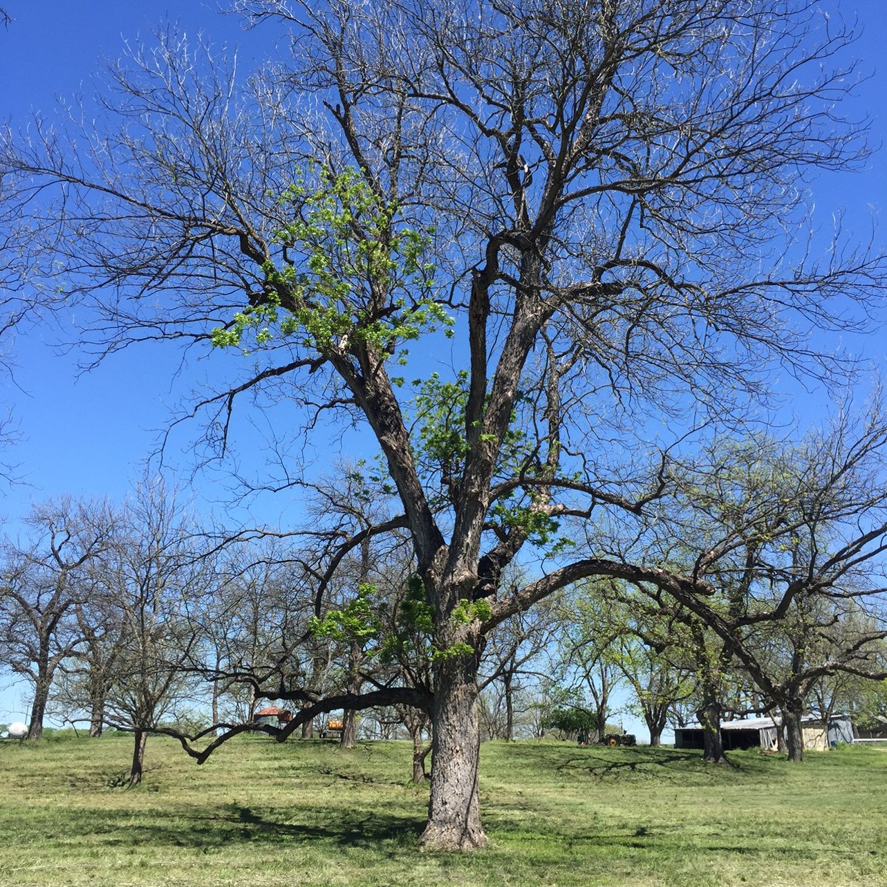 A pecan tree with bunches of green leaves scattered about its canopy. Growers should remove this underperforming tree.