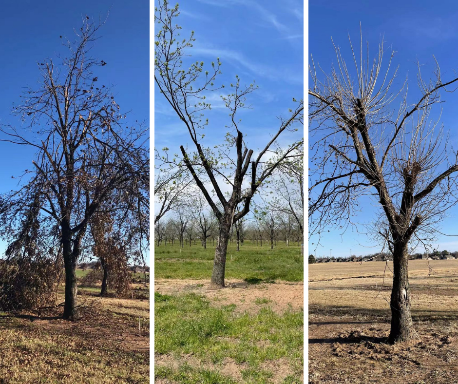 Three images showing how pecan trees grow after ice storm damage and during recovery.