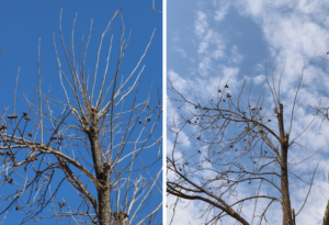 Thin shoots grow out of hedged branches and central leaders on a pecan tree after it endured ice storm damage. After thinning those shoots, only a few remain on each hedged limb.