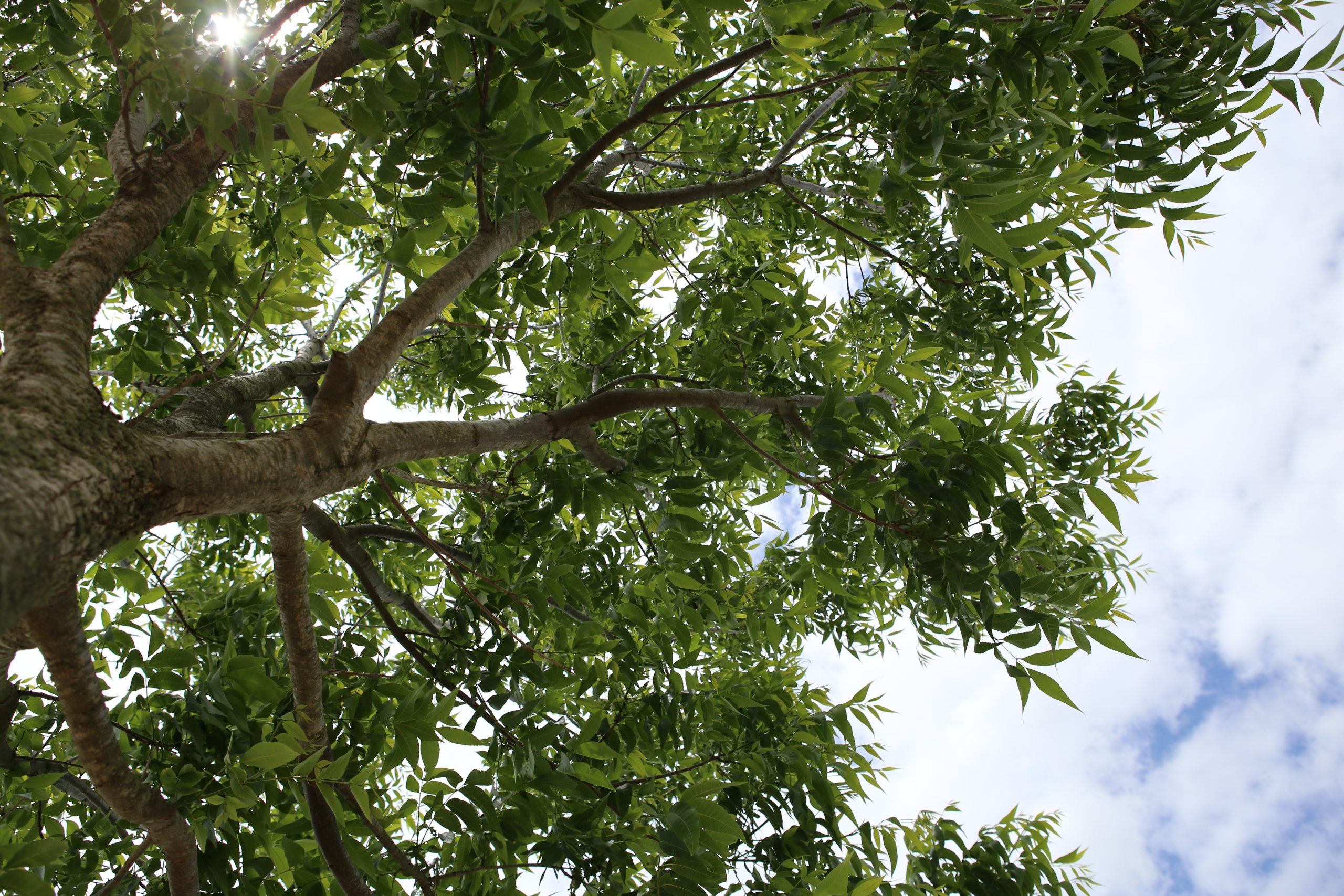 A large pecan tree at Camp David Pecans, a small pecan orchard in Millican, Texas. The perspective is from looking up into the canopy while standing next to the trunk of the tree. Sunlight filters through the dark green leaves and the bark is a light, woody brown. Beyond the full canopy is a bright, cloudy sky.