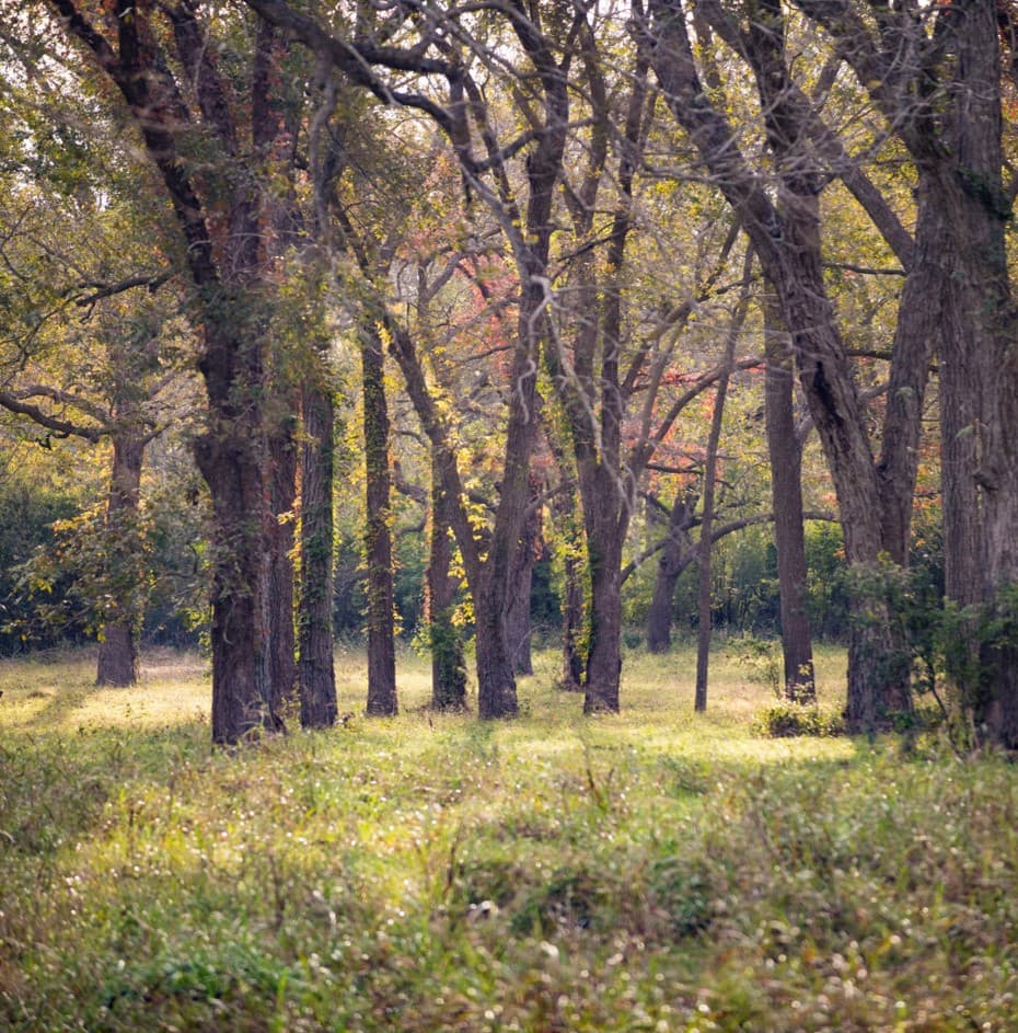 A native pecan grove. Mature pecan trees grow tall in this wooded space.