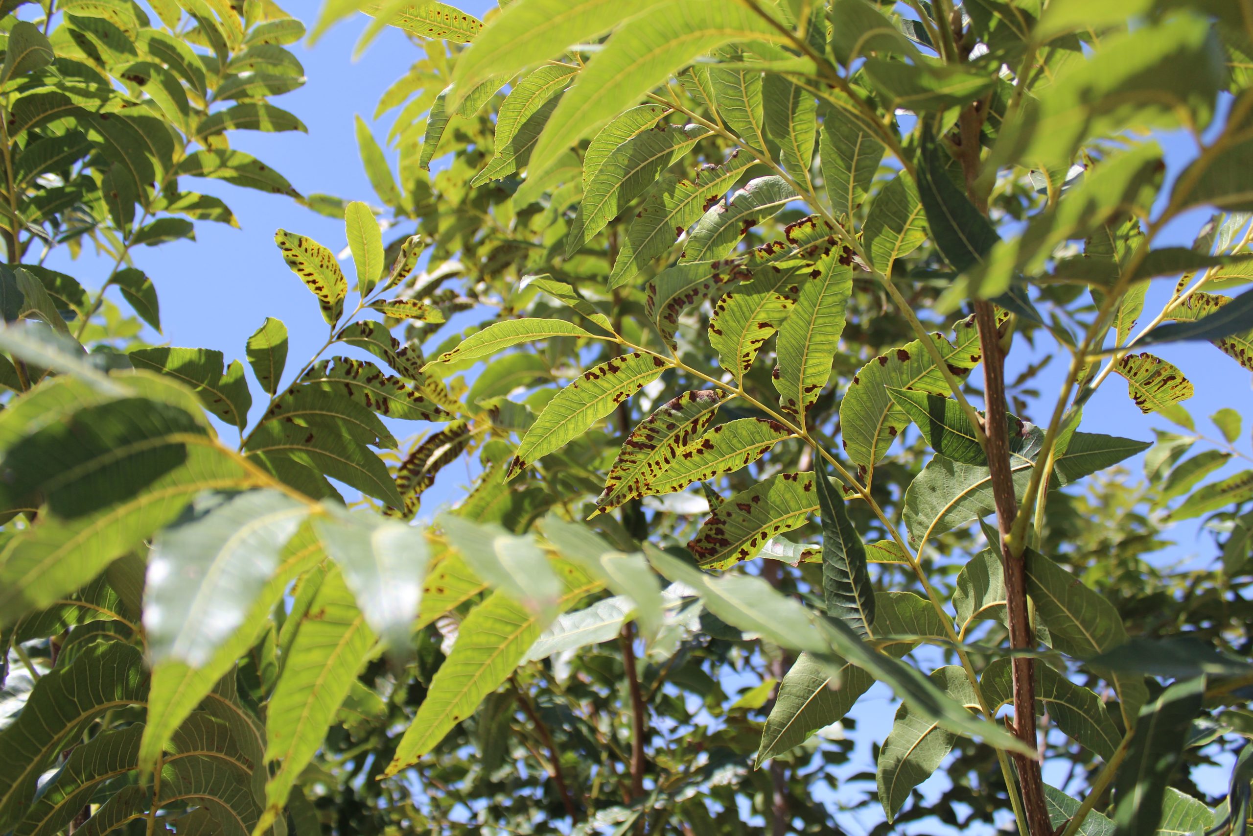 Leaves on a pecan tree show symptoms of zinc deficiency. They have splotches of yellow and dark brown and are wilting. Leaf tissue analysis can give a better picture of this tree's nutritional health.