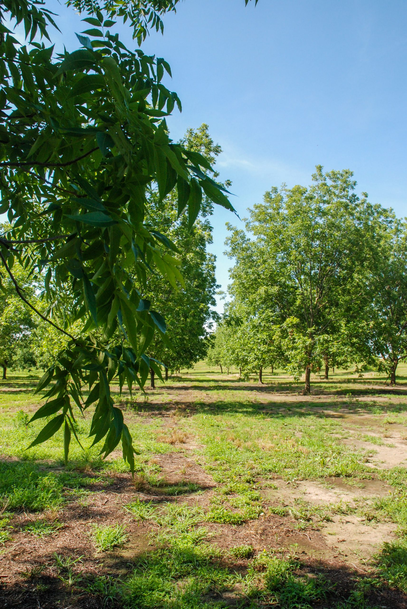 A mature pecan orchard in mid-Summer in Madill, Oklahoma. A branch with dark green leaves peeks into the left edge of photo. In the far background, large pecan trees stretch toward the sky with full, green canopies.