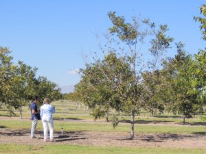 Two people stand and observe a sickly pecan tree in an otherwise healthy orchard. They discuss symptoms and observations to help make a diagnosis.