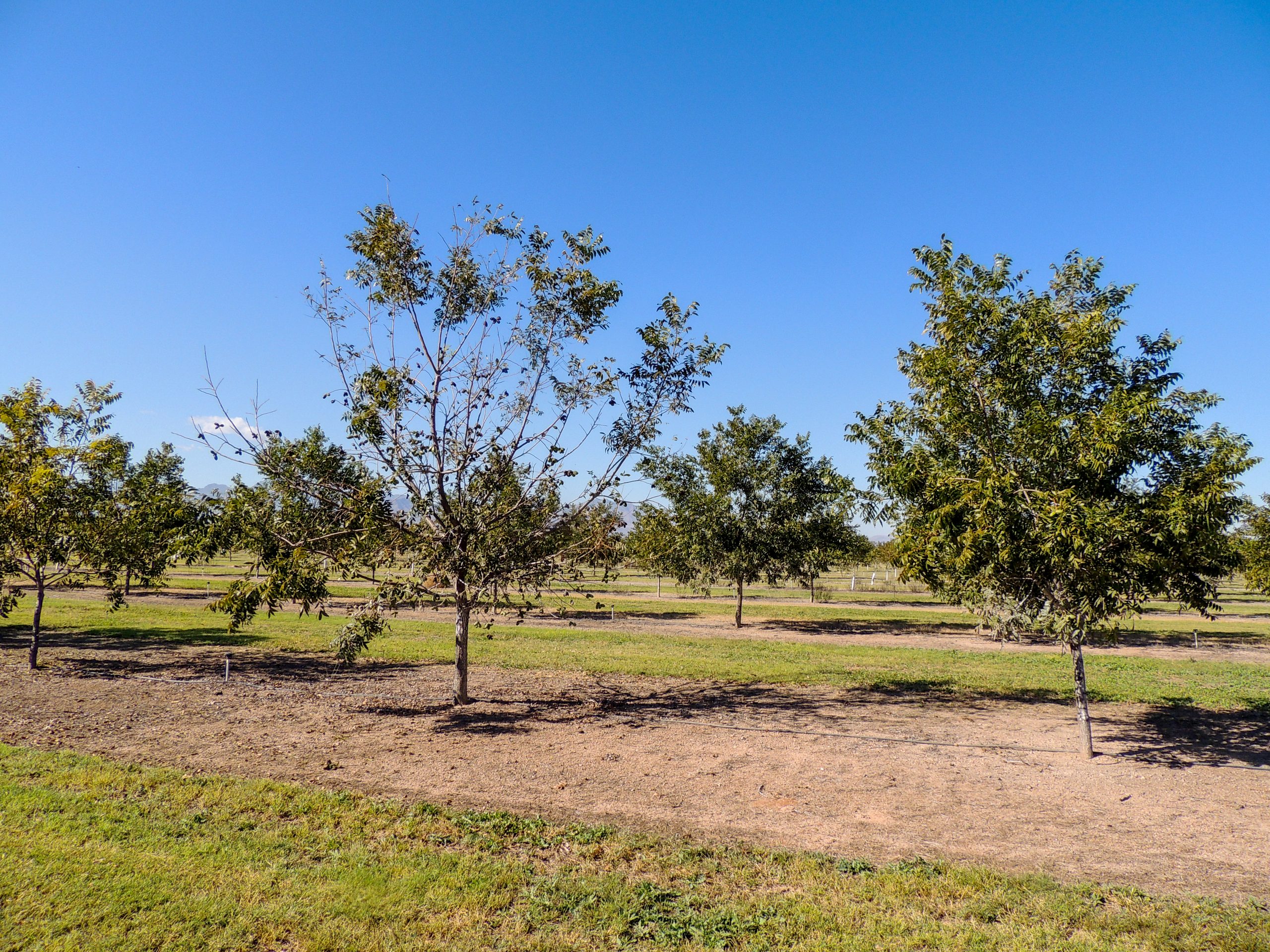 A single pecan tree is almost completely defoliated in a mature and leafed out orchard. This tree has bunches of brown and dying leaves scattered throughout its canopy.