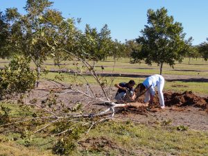 Two people crouch over an uprooted pecan tree and snip samples of its roots. The tree itself is sickly and defoliated. Only small clusters of brown and dying leaves hang from its branches.