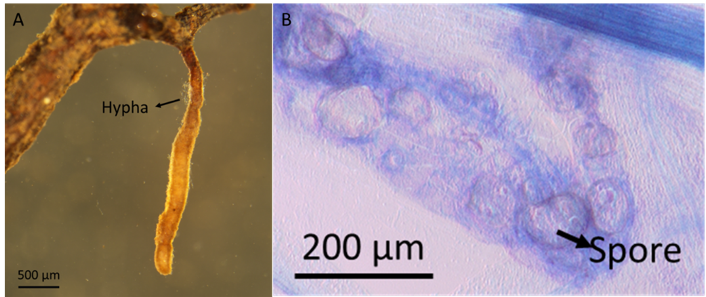 Two images showing how mycorrhizal fungi looks on pecan roots, including a microscopic picture of the spores.