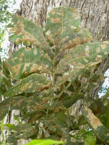 Sickly pecan leaves are covered in brown blotches and a gray-ish green. 