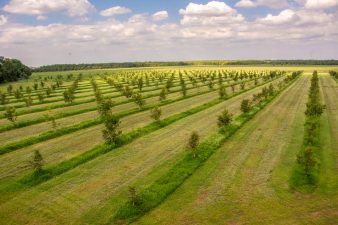 A view of rows of young pecan trees from above. The orchard floor is mowed neatly around the trees, creating a thin strip of dark green grass within each row.