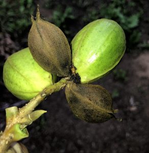 A nut cluster with four shucks. Two shucks have turned a dark brownish green after being attacked by pecan bud moth.