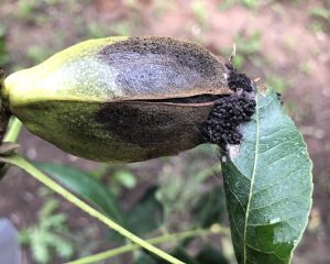 Pecan bud moth has damaged this shuck. The shuck has now turned mostly black and has black frass at the end with a lead stuck to it.